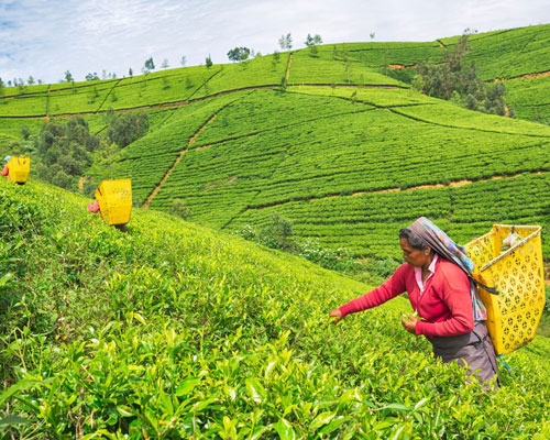Nuwara Eliya