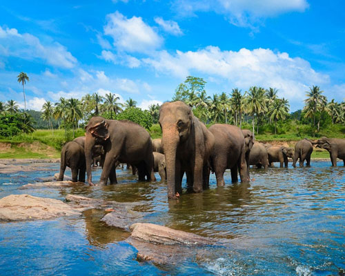 Pinnawala Elephant Orphanage